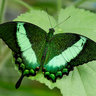 Groene Vlinder