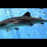 sharklife