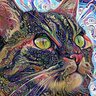 Psychedelicat