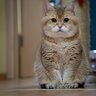 Lizzy_the_Cat