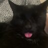 CatAddict