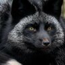 SilverFox