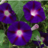 Anura