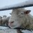 Blaatschaap
