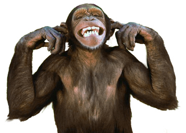 ChimpNoEvil.jpg